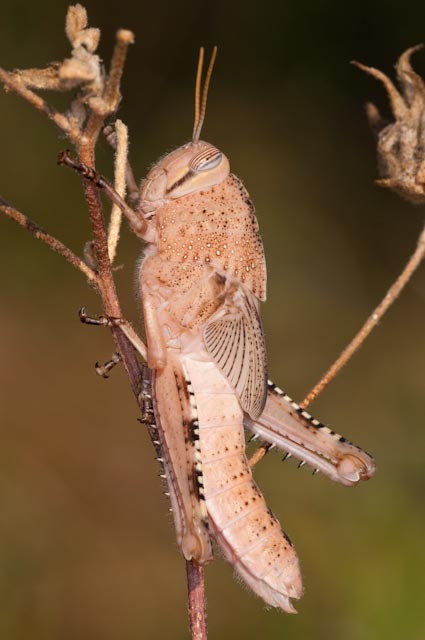 Ninfa di Anacridium aegyptium